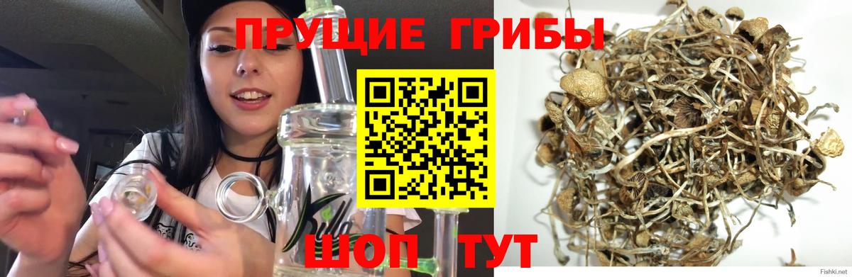 Псилоцибиновые грибы мицелий Карталы